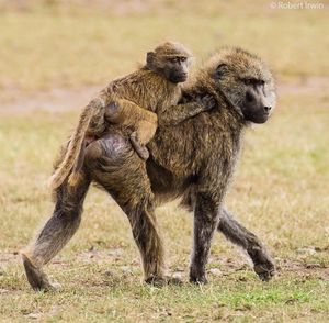 Image post by @animalplanet on Instagram