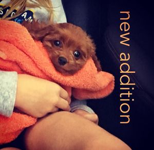 Image post by @stephanielinnartz on Instagram
