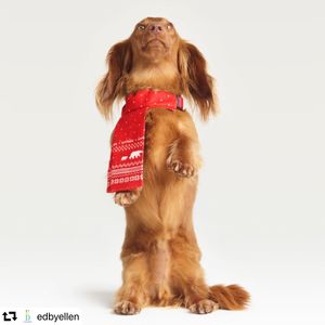 Image post by @ellendegeneres on Instagram