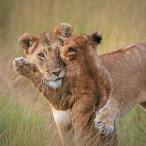 Image post by @animalplanet on Instagram