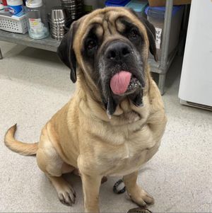 Image post by @spokhumanesoc on Instagram