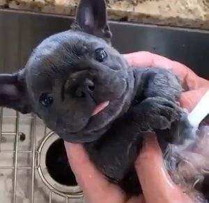 Image post by @animalplanet on Instagram