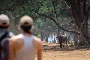 Image post by @chiawasafaris on Instagram