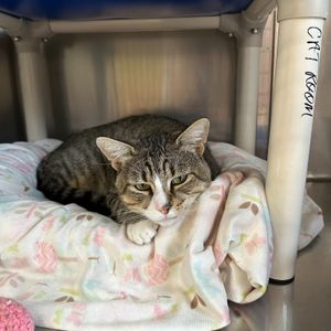 Image post by @spokhumanesoc on Instagram