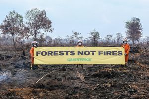 Image post by @greenpeace on Instagram