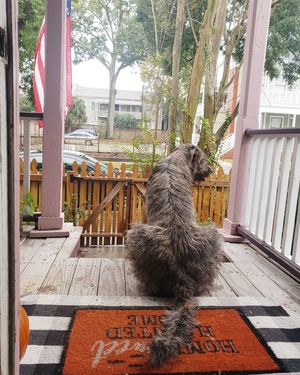 Image post by @thesavannahwolfhound on Instagram