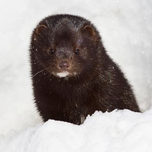 Image post by @animalplanet on Instagram