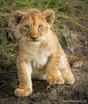 Image post by @lions on Instagram