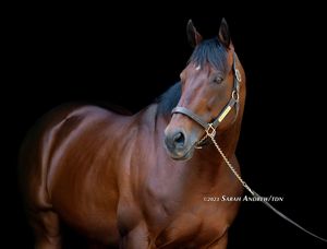 Image post by @thoroughbred_daily_news on Instagram