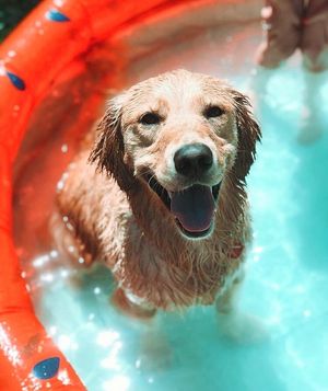 Image post by @evolvepetfood on Instagram