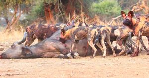 Image post by @chiawasafaris on Instagram