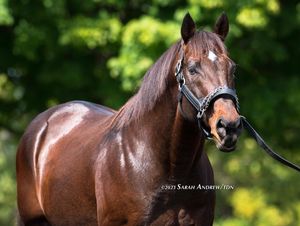 Image post by @thoroughbred_daily_news on Instagram