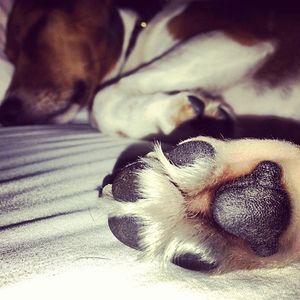 Image post by @laraleatrump on Instagram