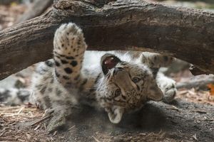 Image post by @animalplanet on Instagram