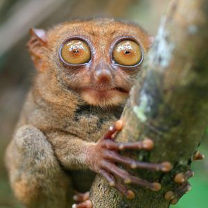 Image post by @animalplanet on Instagram
