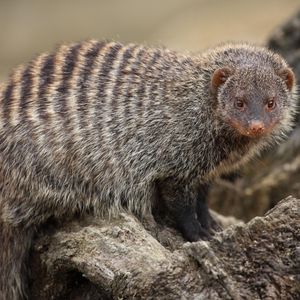 Image post by @animalplanet on Instagram