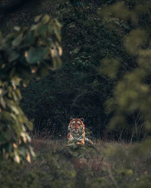 Image post by @discovery on Instagram