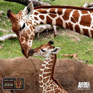 Image post by @animalplanet on Instagram