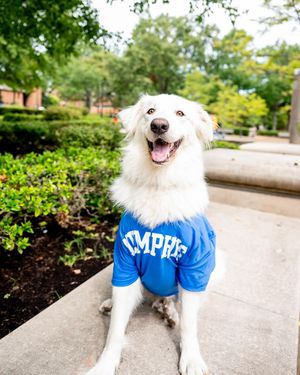 Image post by @uofmemphis on Instagram