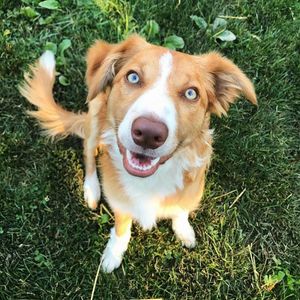 Image post by @evolvepetfood on Instagram