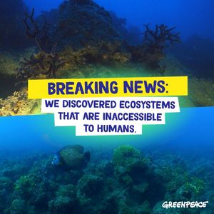 Image post by @greenpeace on Instagram