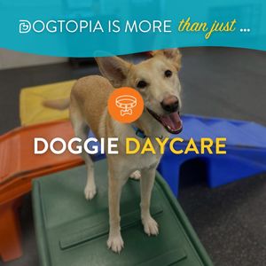 Image post by @dogtopiagr on Instagram