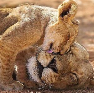 Image post by @lions on Instagram