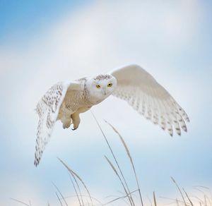Image post by @AnimalPlanet on Twitter