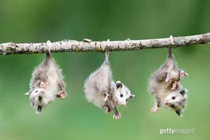 Image post by @gettyimages on Instagram