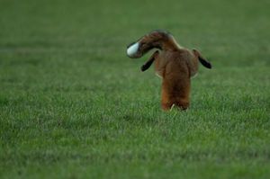 Image post by @discovery on Instagram