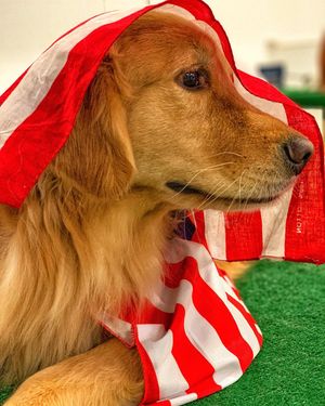 Image post by @golfdogs on Instagram