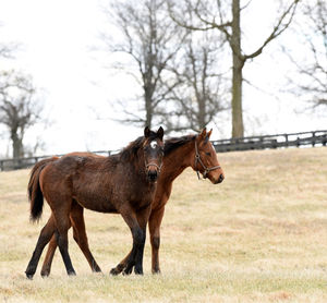 Image post by @spendthriftfarm on Instagram