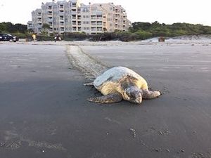 Image post by @kiawahresort on Instagram