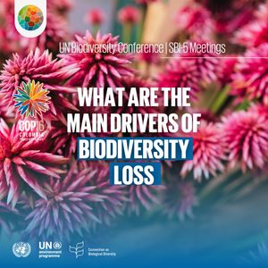 Image post by @unitednations on Instagram