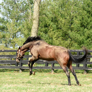 Image post by @spendthriftfarm on Instagram