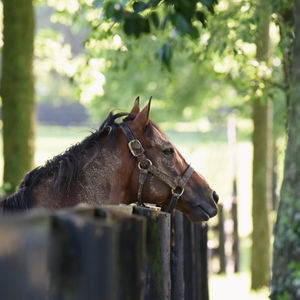 Image post by @spendthriftfarm on Instagram
