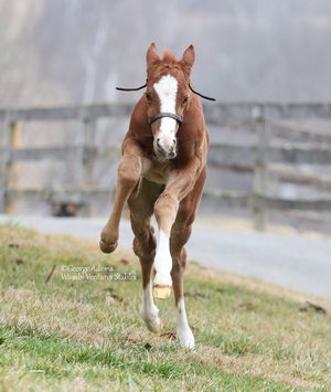 Image post by @thoroughbred_daily_news on Instagram