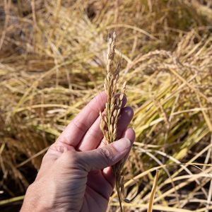 Image post by @lundbergfarms on Instagram