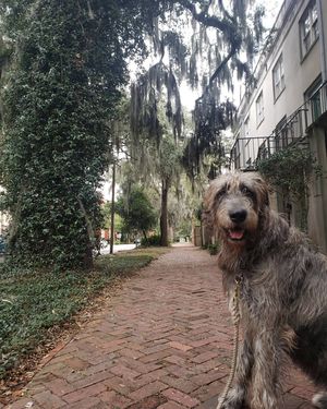Image post by @thesavannahwolfhound on Instagram