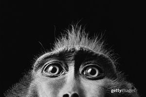 Image post by @gettyimages on Instagram