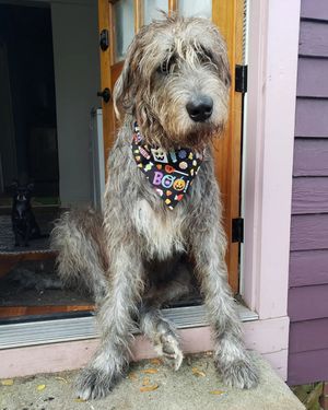Image post by @thesavannahwolfhound on Instagram