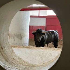 Image post by @bullfightersonly on Instagram