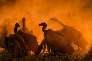 Image post by @natgeo on Instagram