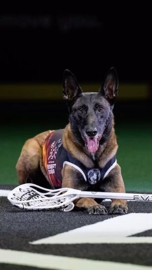 Video post by @vegasdesertdogs on Facebook