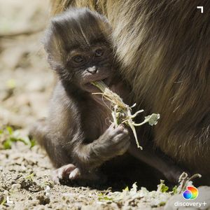 Image post by @animalplanet on Instagram