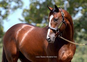 Image post by @thoroughbred_daily_news on Instagram