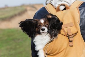 Image post by @triumphpetfood on Instagram