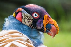 Image post by @AnimalPlanet on Twitter