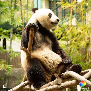 Image post by @animalplanet on Instagram
