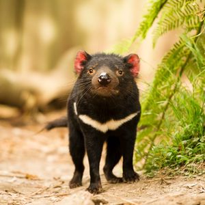 Image post by @animalplanet on Instagram